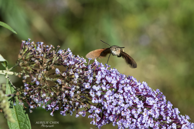 Moro-sphinx, petit papillon colibri